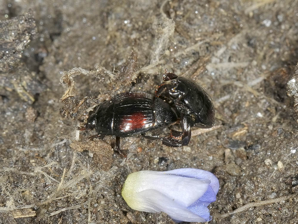 Margarinotus purpurascens in copula (Histeridae)
